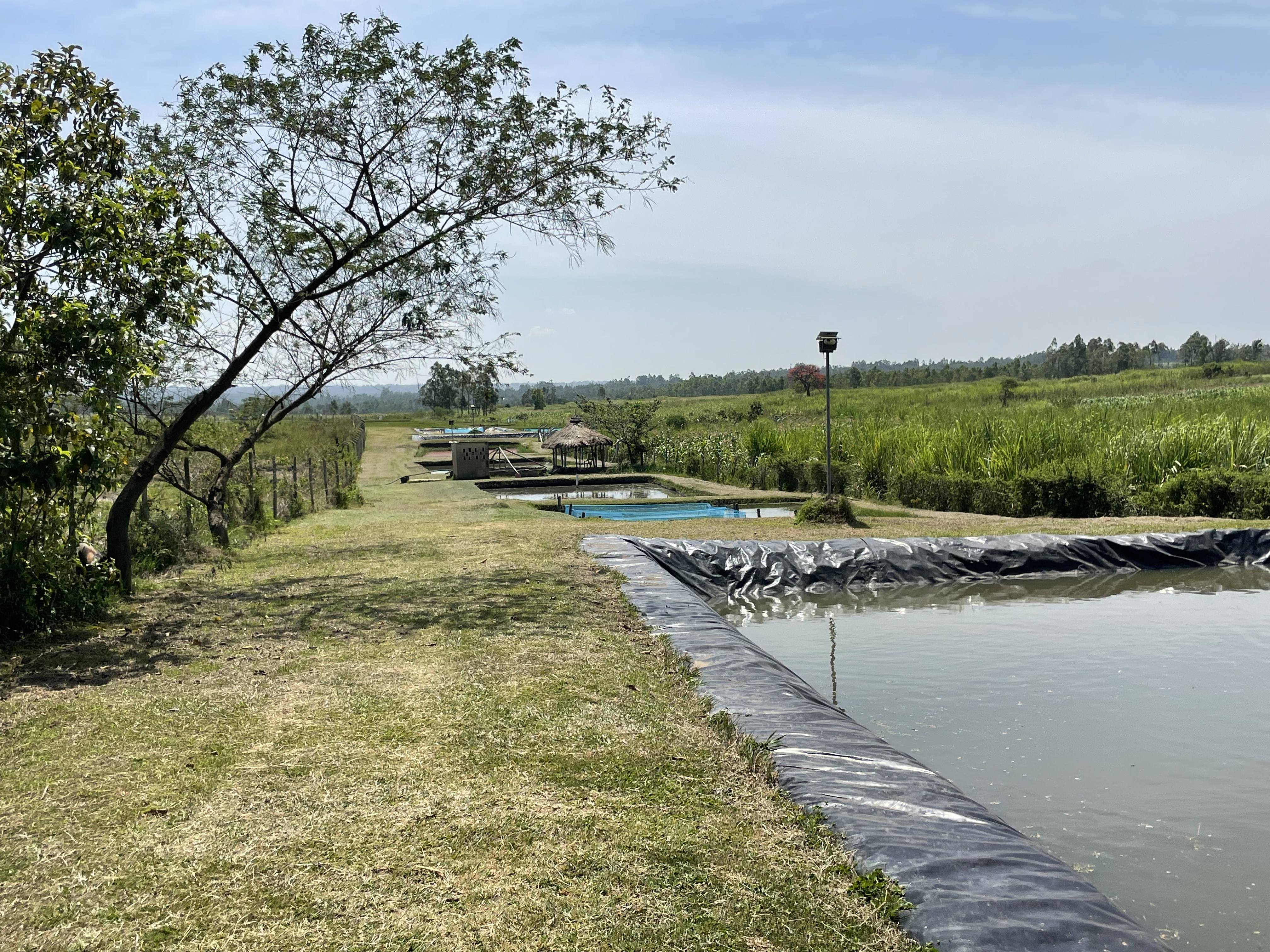 Effluent Management