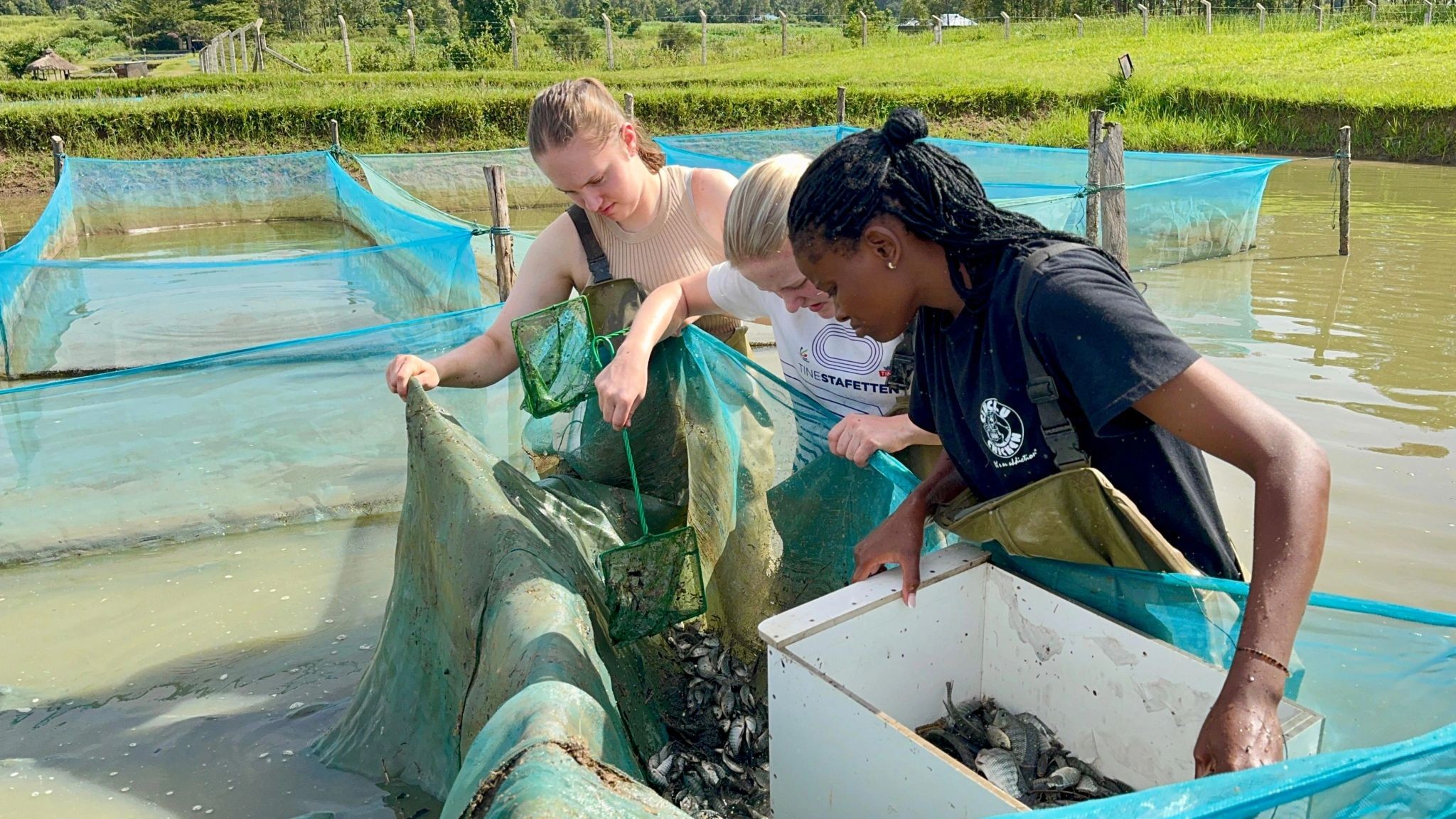 Fingerlings Grading