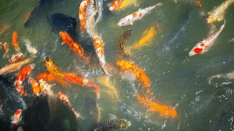 Decorative Pond Fish