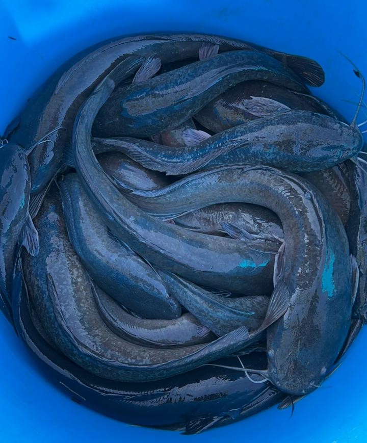 Table-Sized Tilapia and Catfish