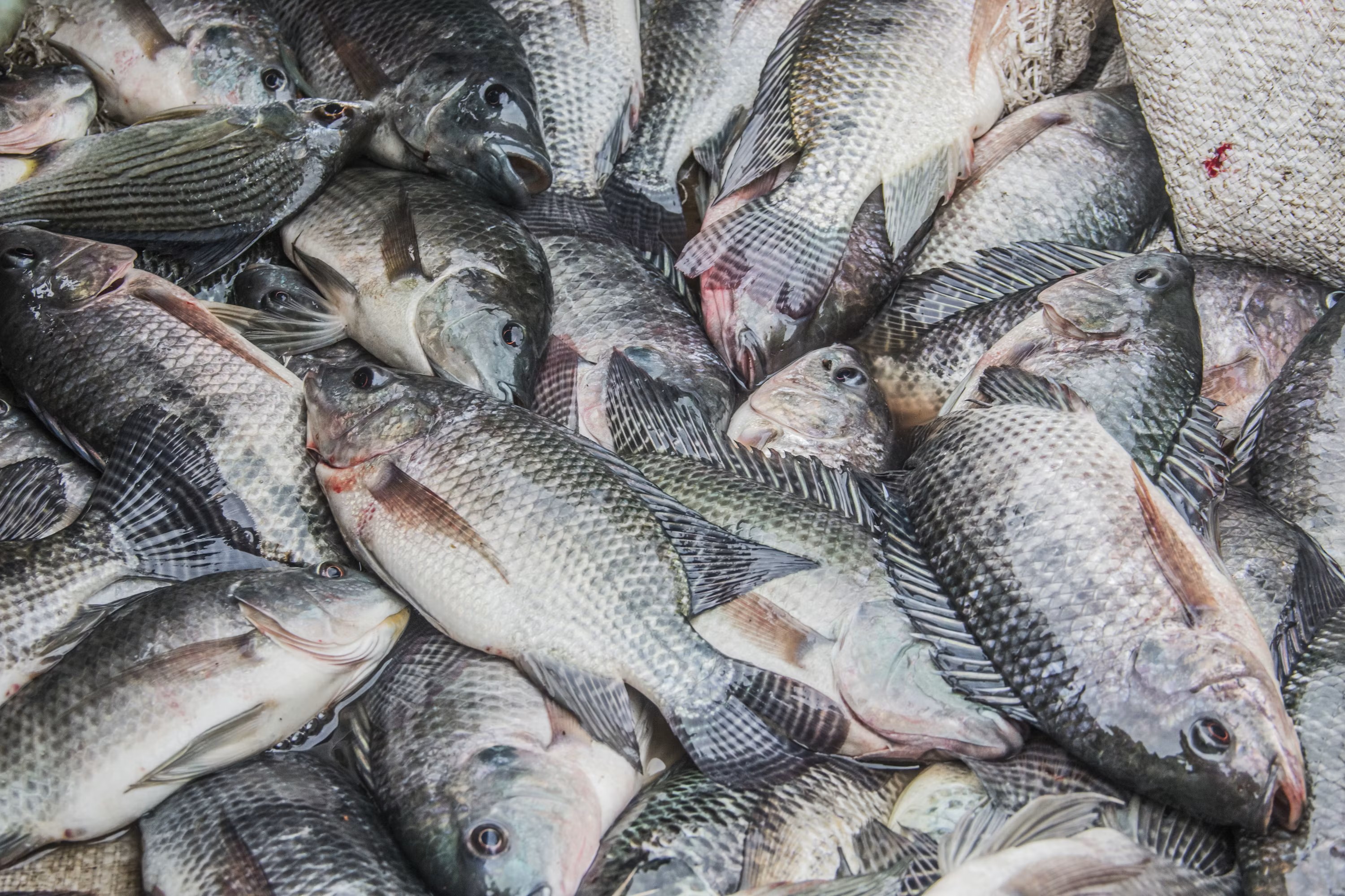 Table Fish