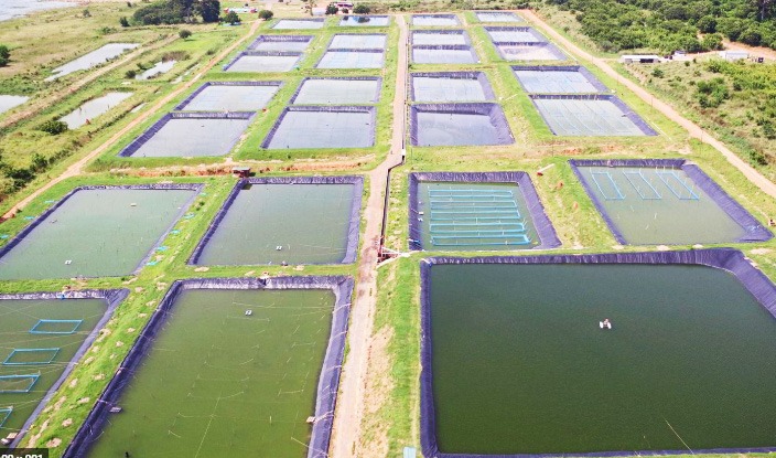 Pond / Tank / Cages Construction